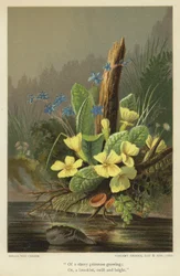 De una prímula estrellada creciendo; O, un arroyuelo, rápido y brillante